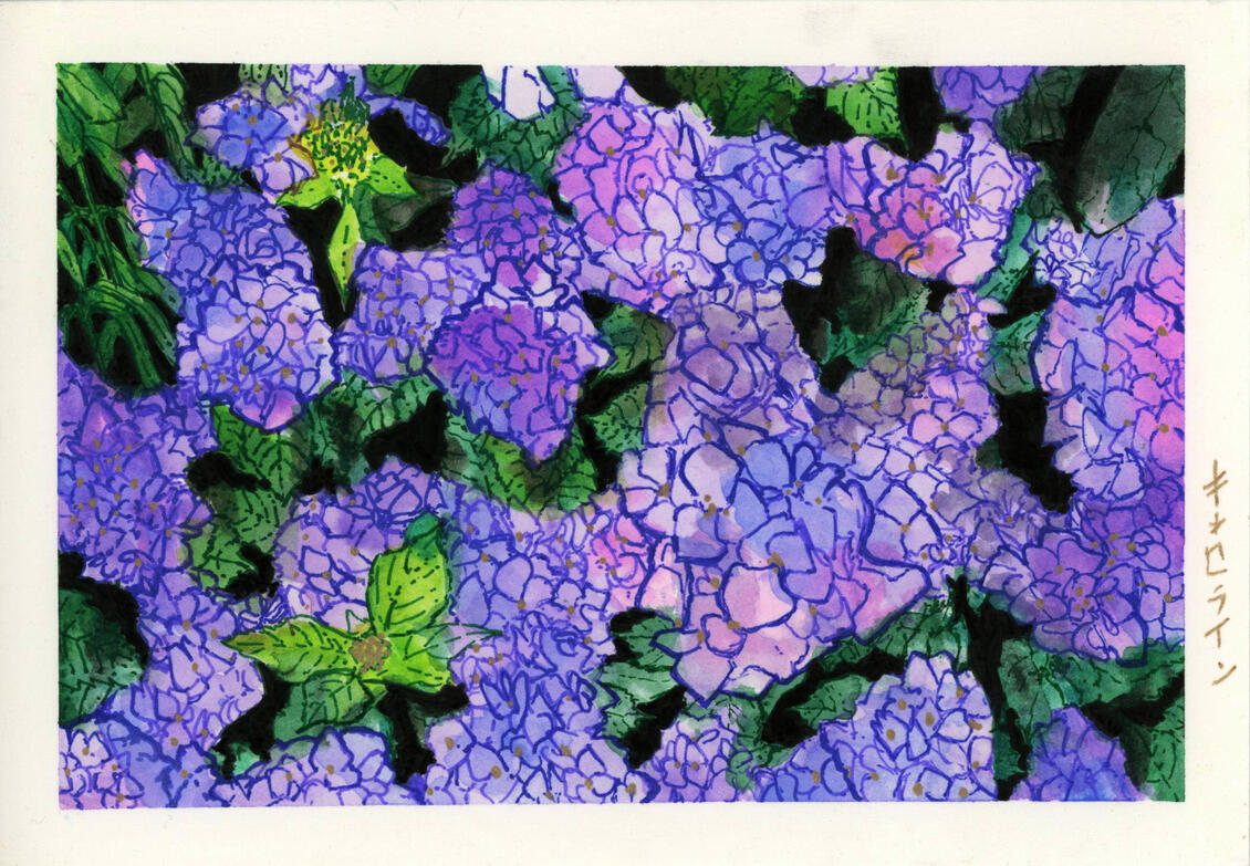 Hydrangeas