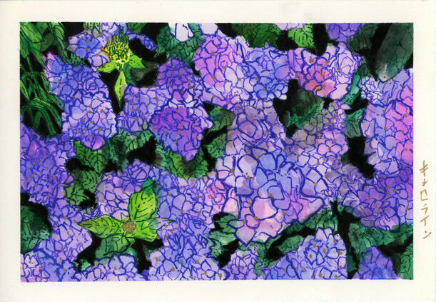 Hydrangeas Hydrangeas